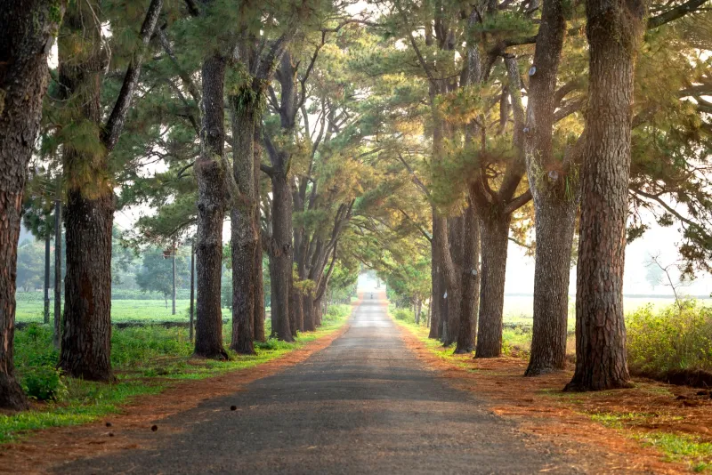 Fewer Eyes, Less Risk: The Surprising Crime Resistance of Rural Lane Addresses