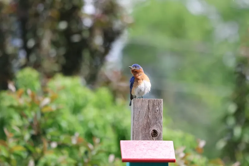 Feathers, Wings, and Rising Values: The Ecological Richness of Lane Properties