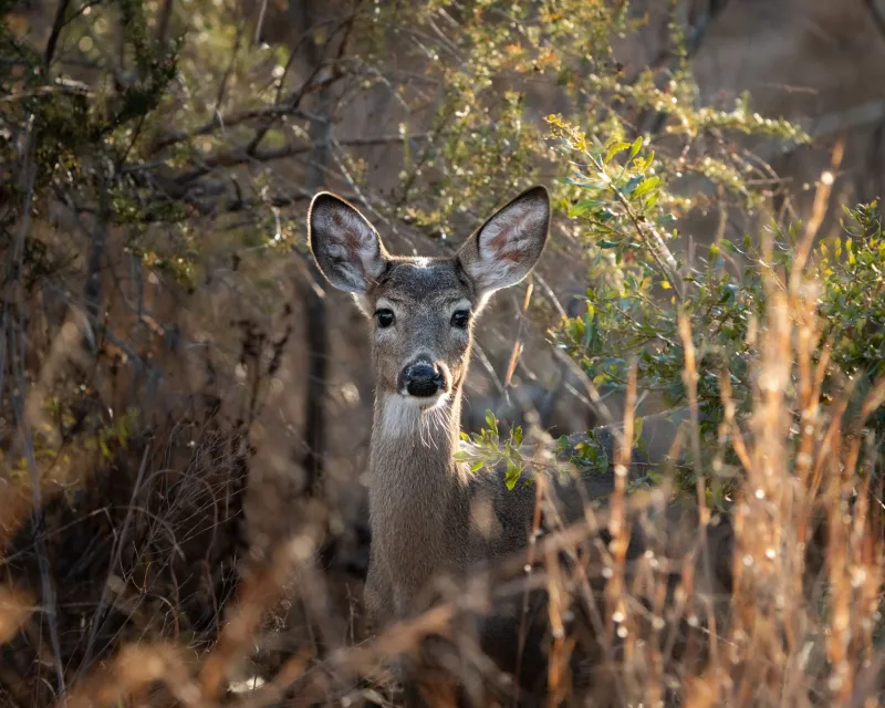 Where the Wild Things Roam: How Natural Corridors Along Lane Properties Drive Lasting Value
